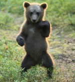 子熊が突如ヘンテコダンスを披露！