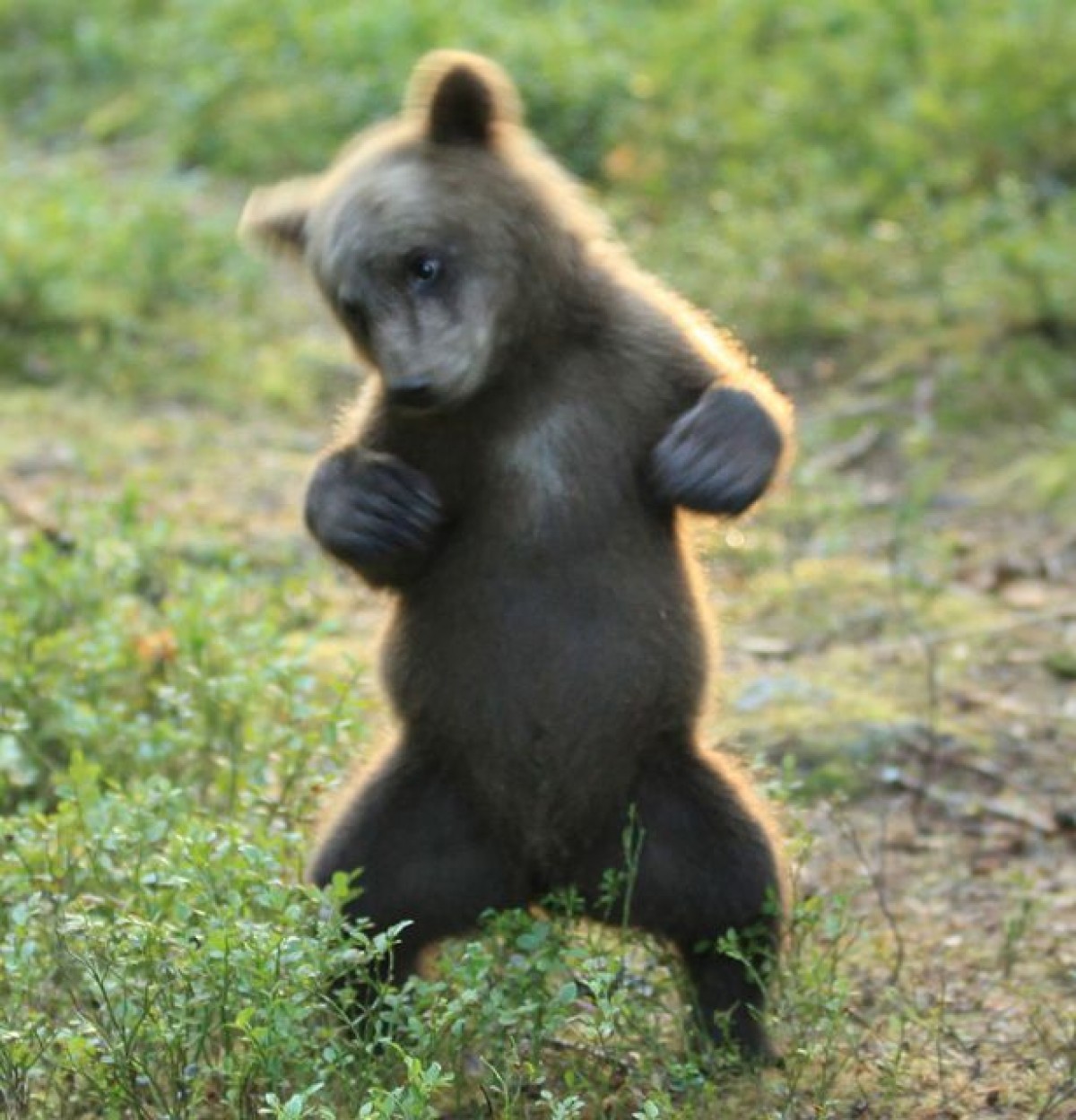  子熊が突如ヘンテコダンスを披露！「とてもロックンロールだった」と撮影者