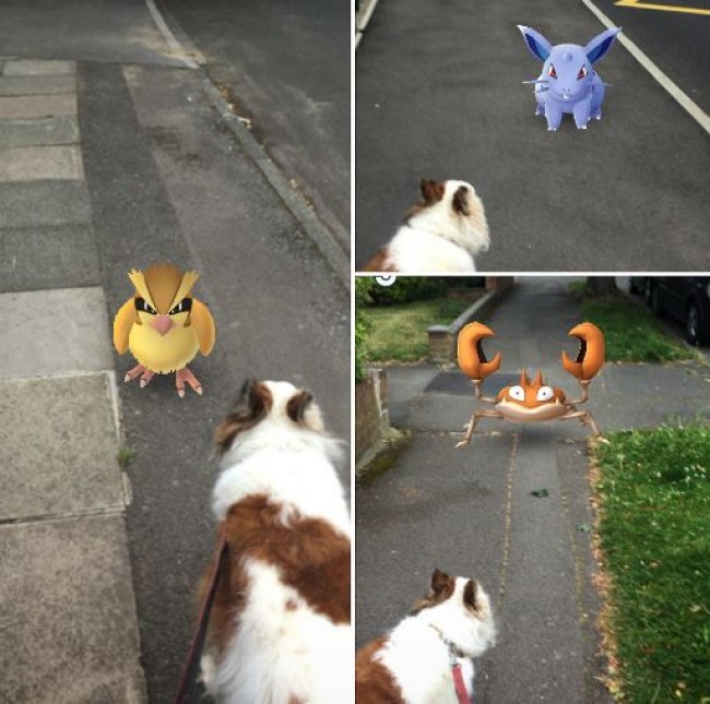 まさか見えてる!? ペットとポケモンGOのコラージュ写真がネットで話題