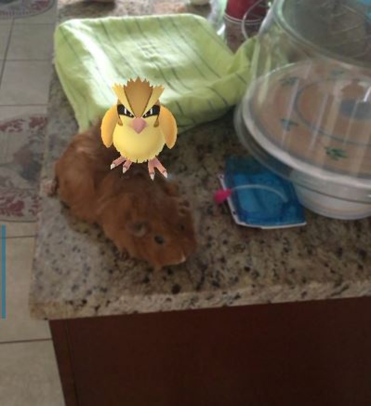 まさか見えてる…？『ポケモンGO』とペットのコラージュ写真がネットで話題
