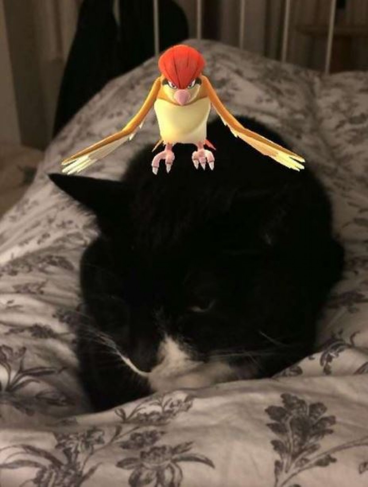 まさか見えてる…？『ポケモンGO』とペットのコラージュ写真がネットで話題