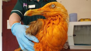 食いしん坊なカモメがカレー鍋にドボン！ “美味しい匂い” とれず…