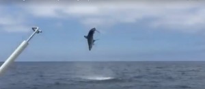 まるでシャークネード！ サメが驚異的なスーパージャンプ