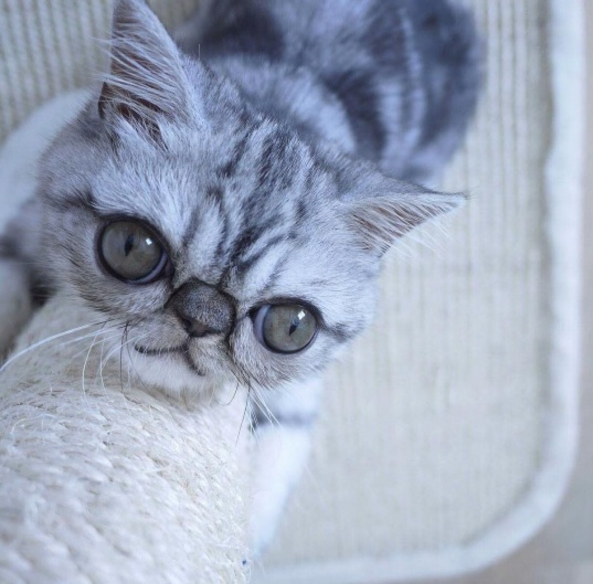 今にもこぼれ落ちそう！ デンマークで暮らすギョロ目の猫がネットで大人気