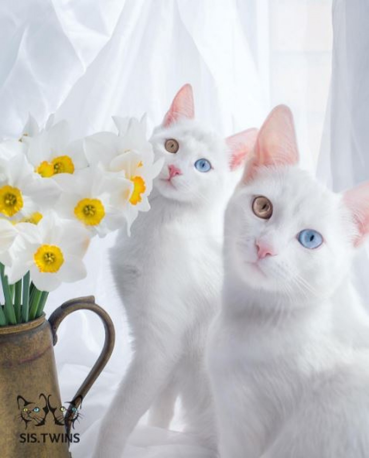 何から何までそっくり！オッドアイの双子猫が可愛すぎる