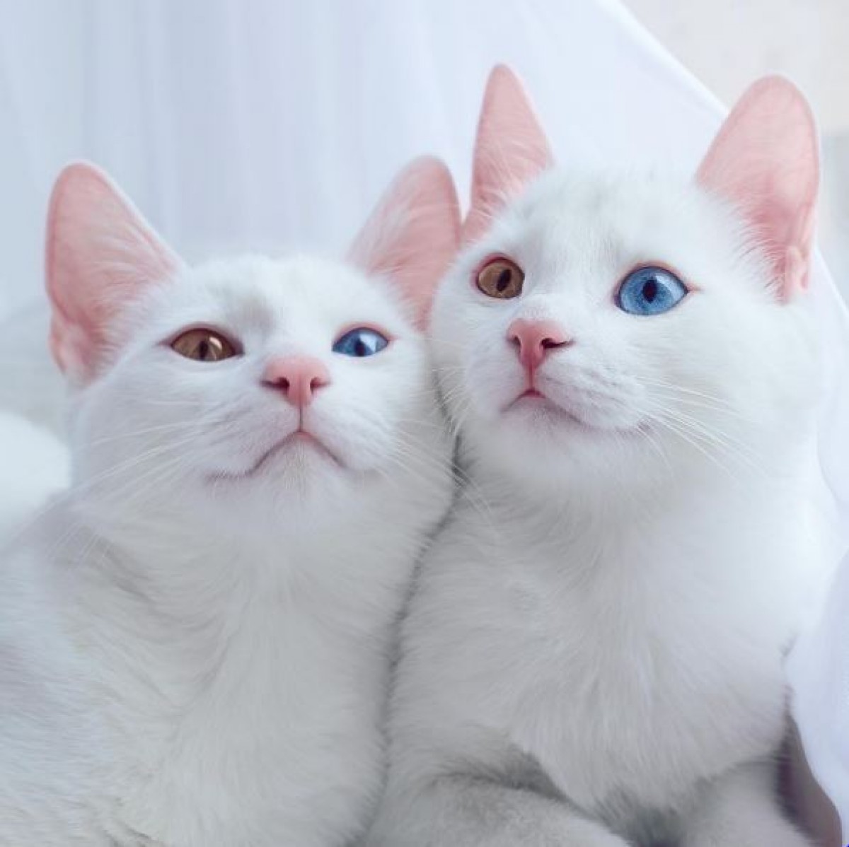 双子猫イリスとアビス