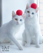 双子猫イリスとアビス