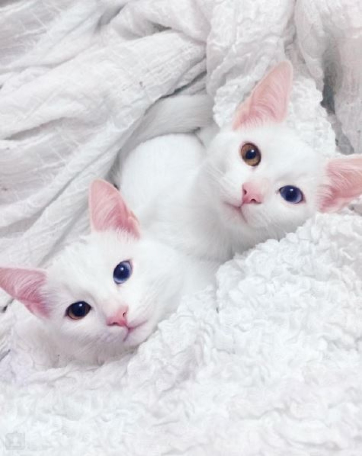 何から何までそっくり！オッドアイの双子猫が可愛すぎる