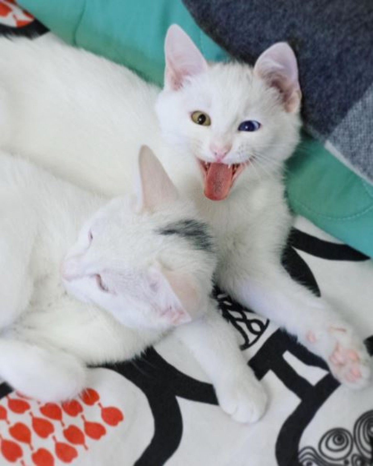 何から何までそっくり！オッドアイの双子猫が可愛すぎる