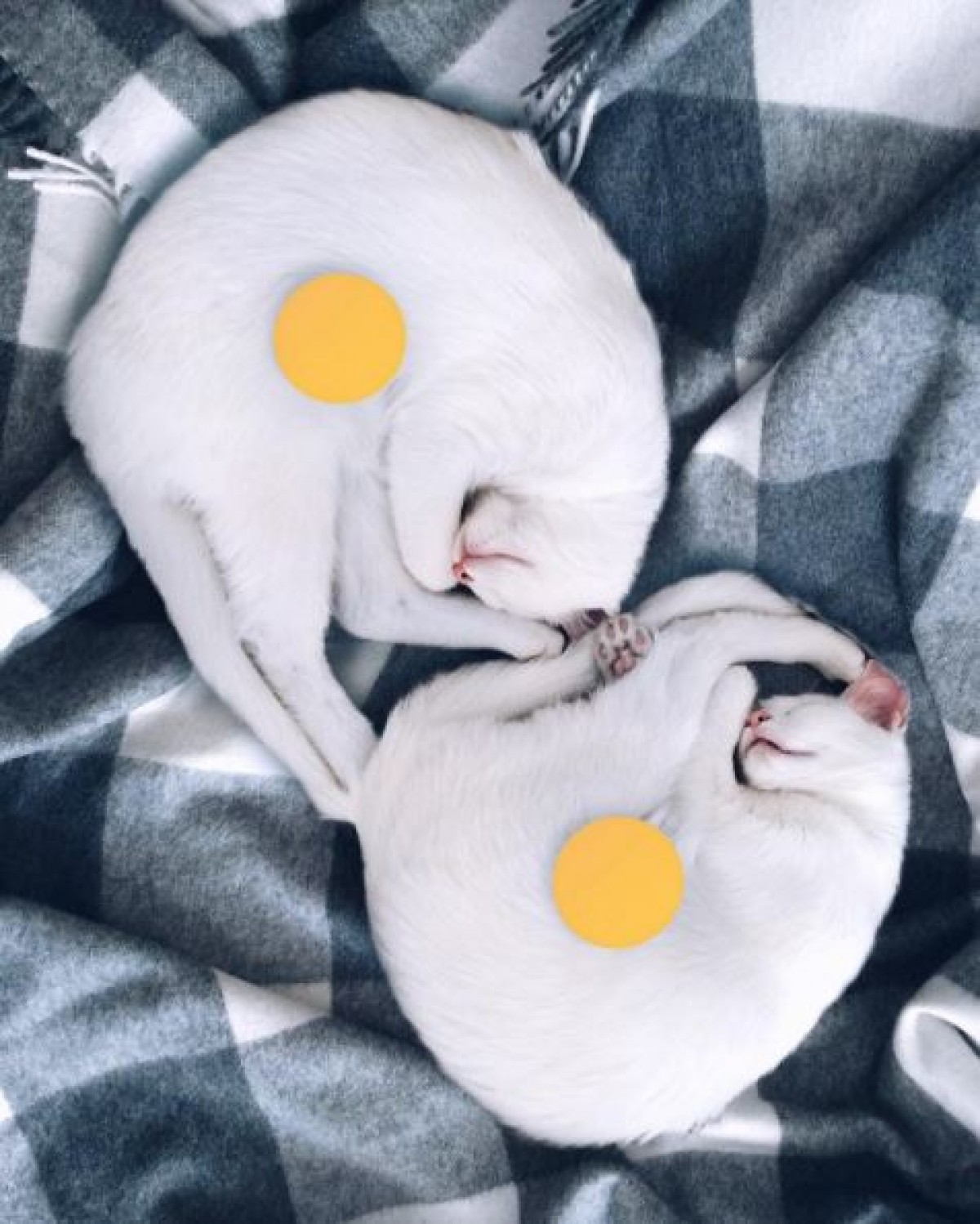 何から何までそっくり！オッドアイの双子猫が可愛すぎる