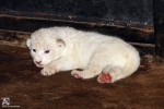 真っ白ふわふわ！ホワイトライオンが誕生　