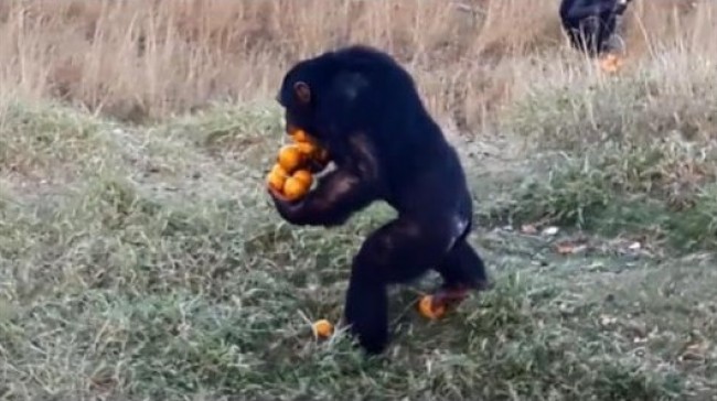 チンパンジーに学ぶ　大量のオレンジを一度に運ぶ方法