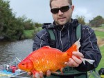 捨てられた金魚が巨大化！約2キロの個体も発見