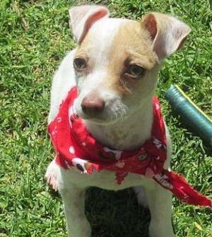 悲惨な状況から保護されたドラッグ漬けの子犬、今ではすっかり元気に！