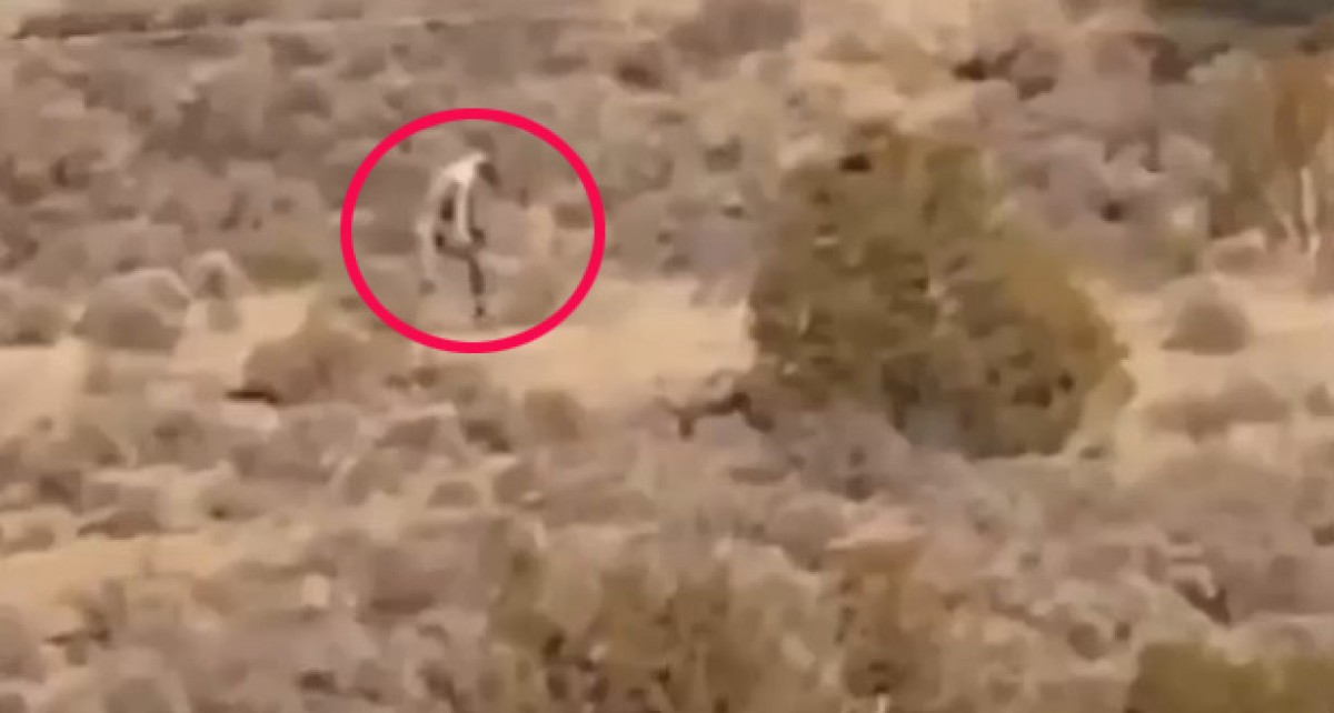 チュパカブラ?ビッグフット? 二足歩行の謎の生物を目撃もネット民は冷ややか