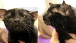 4つ耳の猫「バットマン」、スーパーヒーローが好きな少女に引き取られる