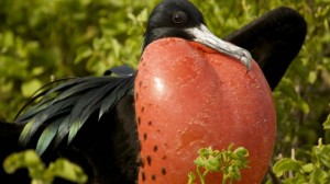 飛んでいる時に寝る鳥がいる！　ドイツの科学者が発表