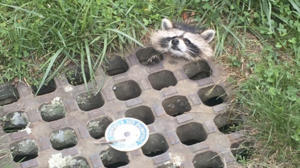 下水溝のフタに頭がハマったアライグマ、困り顔が可愛すぎる