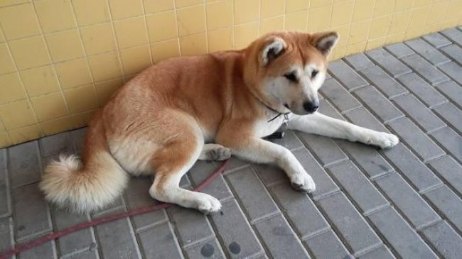 6日間眠らずに飼い主を待ち続けた秋田犬の「マヤ」