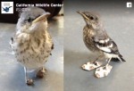 救出された鳥さん、傷ついた足に履かせた“靴”がかわいい