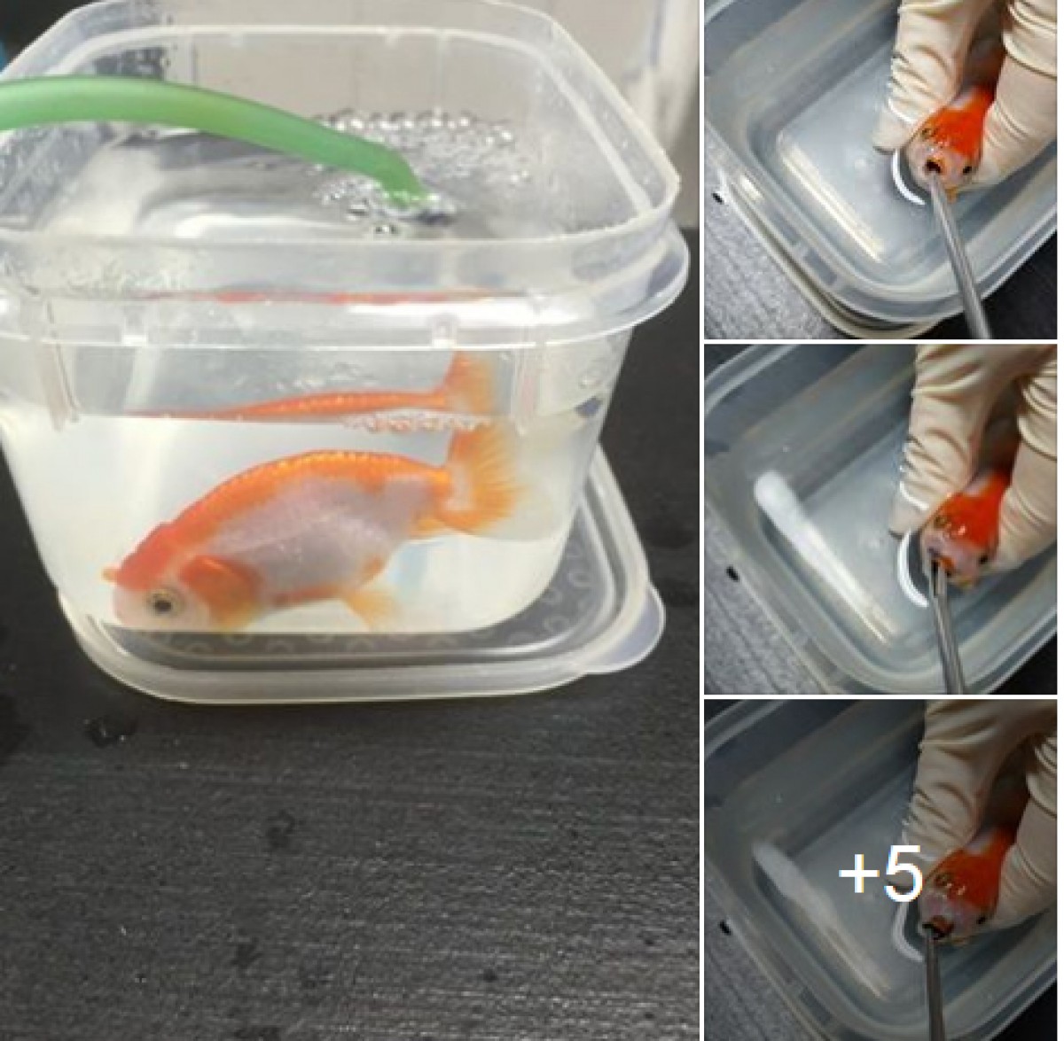 「小石を飲んじゃった」金魚、獣医が手術で摘出!