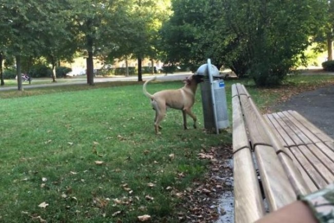 賢い!ゴミ捨てワンコがドイツの公園に現れる