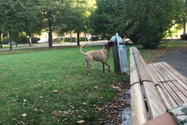 賢い！ゴミ捨てワンコがドイツの公園に現れる