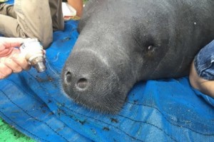 ハリケーンでゴルフコースに流されたマナティー無事救助