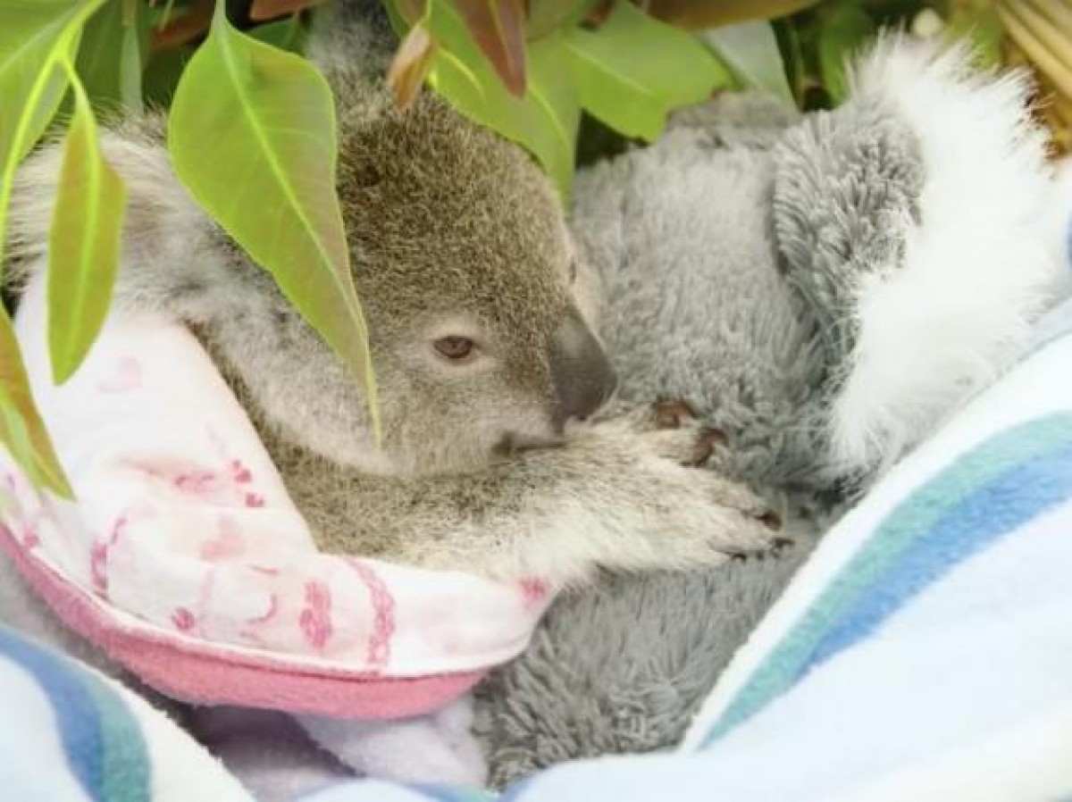 コアラの赤ちゃん、コアラのぬいぐるみをギュッ　母を失った悲しみを癒す