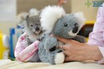 保護された赤ちゃんコアラ