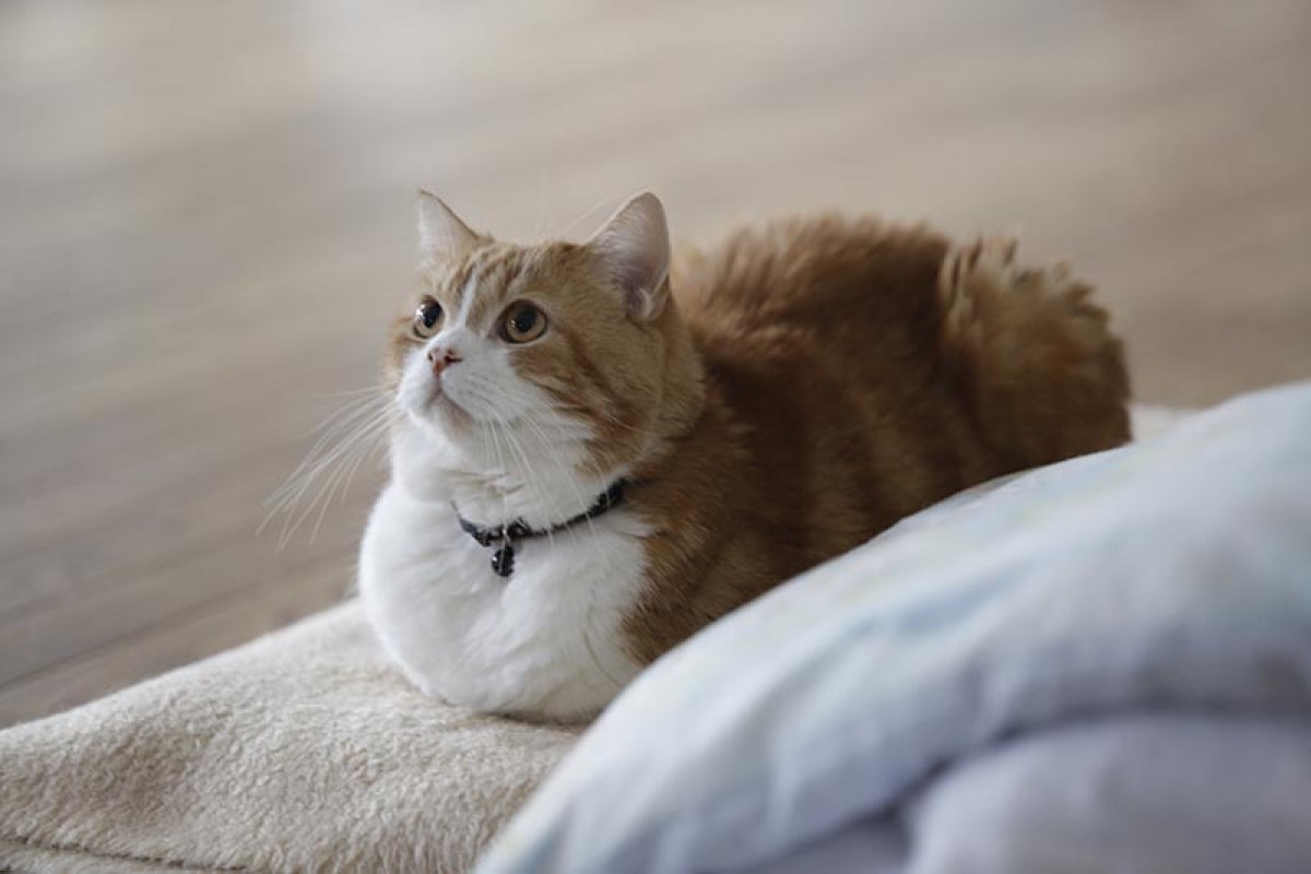 力士と猫の姿に癒される！相撲部屋に暮らす猫たちの写真集発売　
