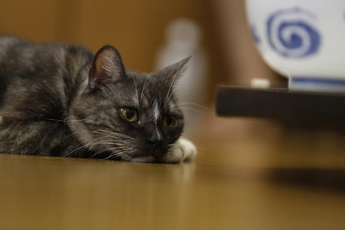 力士と猫の姿に癒される！相撲部屋に暮らす猫たちの写真集発売　