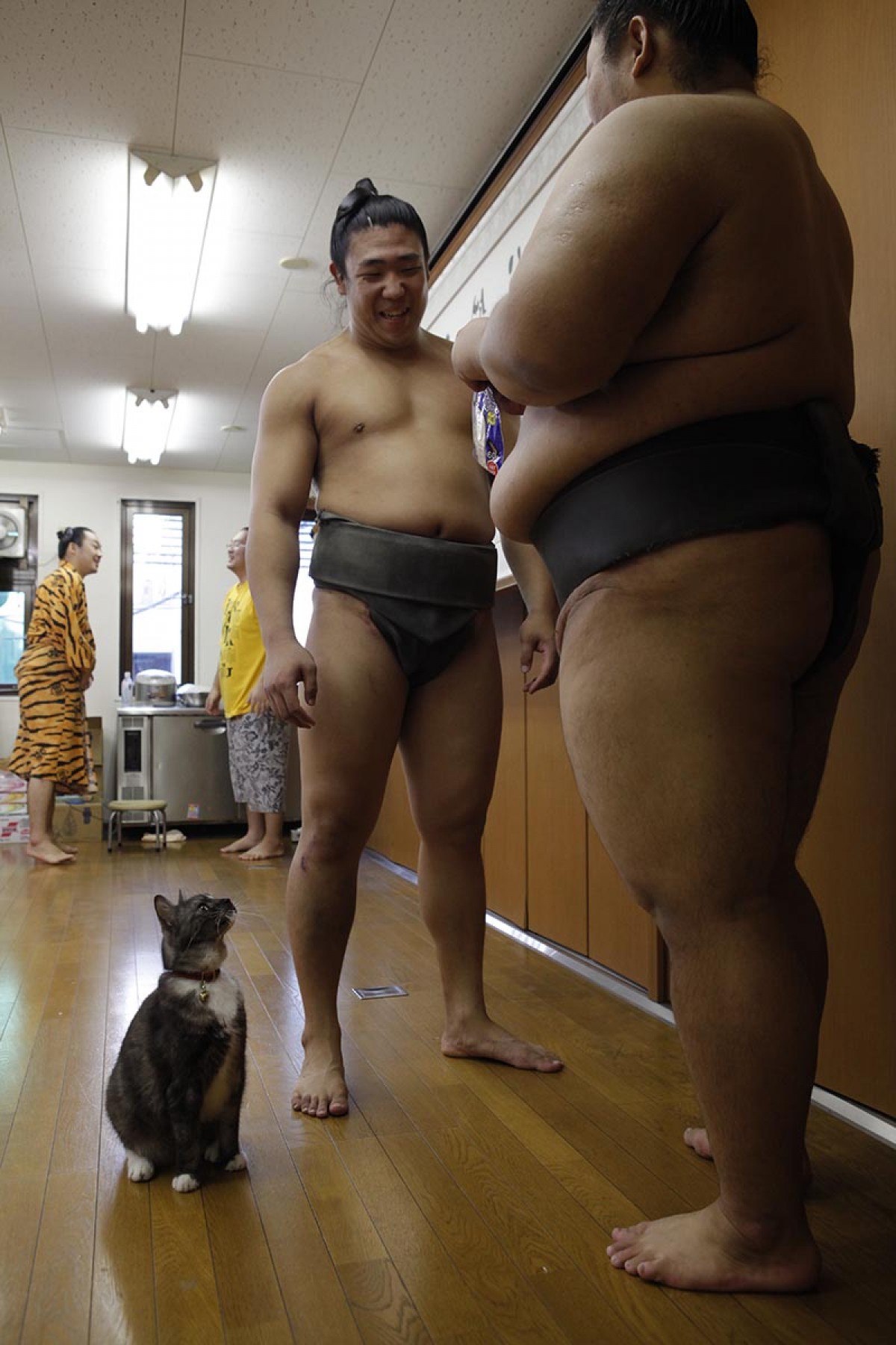力士と猫の姿に癒される！相撲部屋に暮らす猫たちの写真集発売　