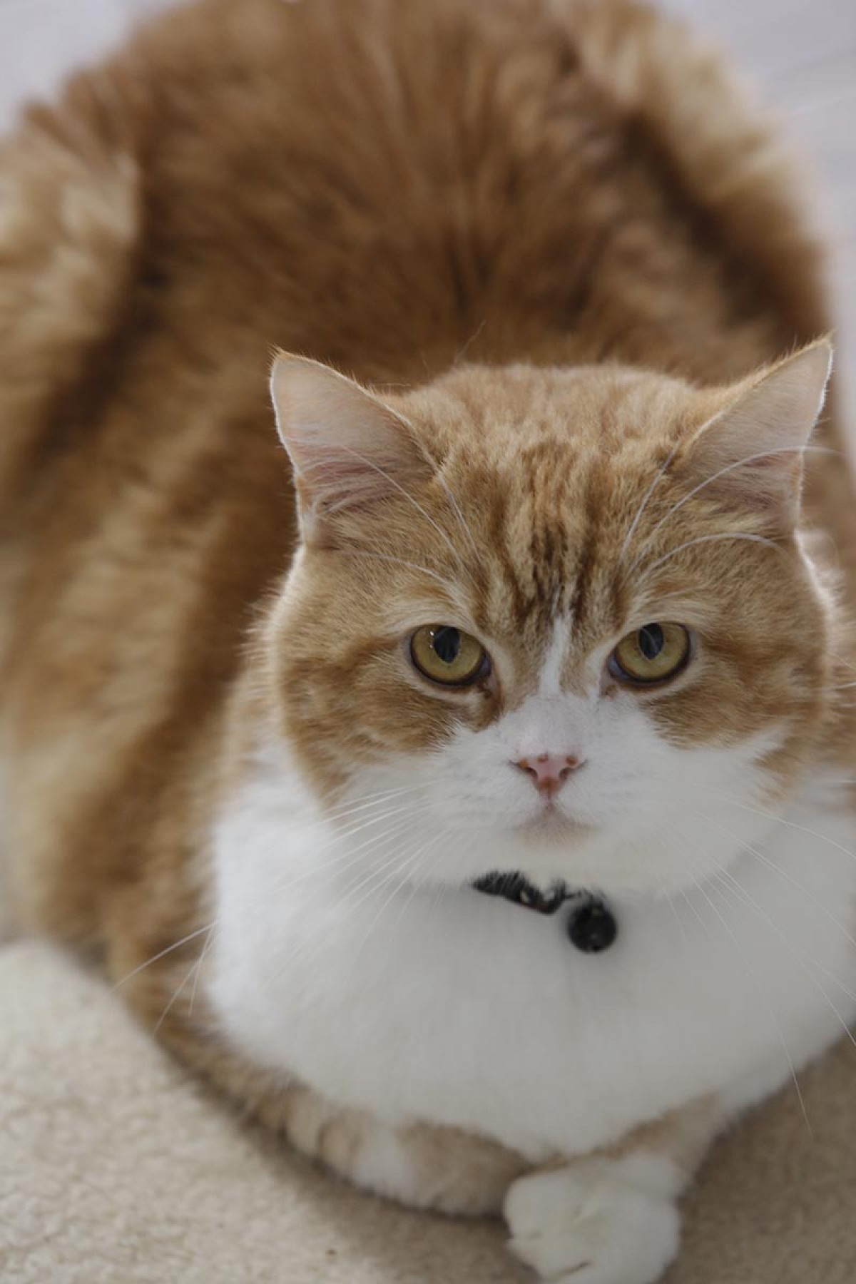 力士と猫の姿に癒される！相撲部屋に暮らす猫たちの写真集発売　