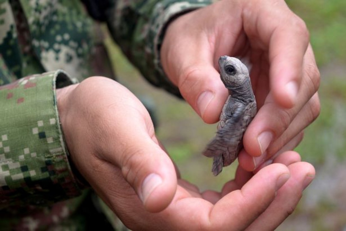 軍隊が赤ちゃんウミガメを保護