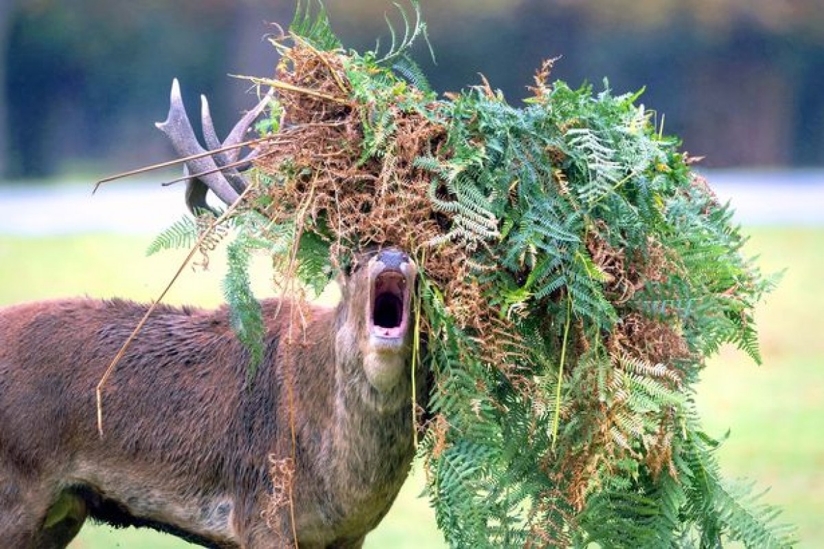 動物界のオシャレ番長!? 角にいろいろからまった雄鹿たち