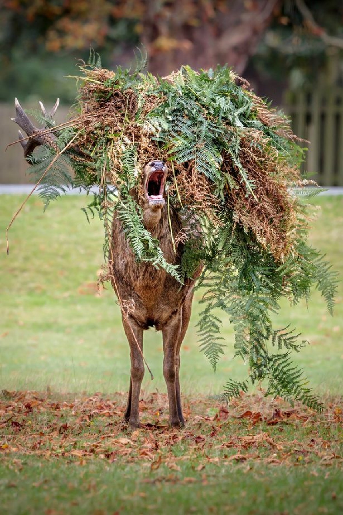 動物