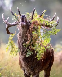 角にいろいろからまった雄鹿たち。なんだかオシャレ。