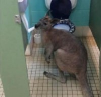 トイレットペーパーの味が癖になってしまったカンガルー