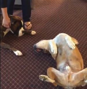 わんちゃんが「死んだふり！」 冗談通じず相棒が本気で悲しむ