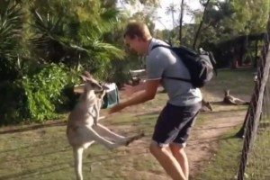 カンガルーが観光客にキック＆パンチを炸裂！ その意外な理由とは？