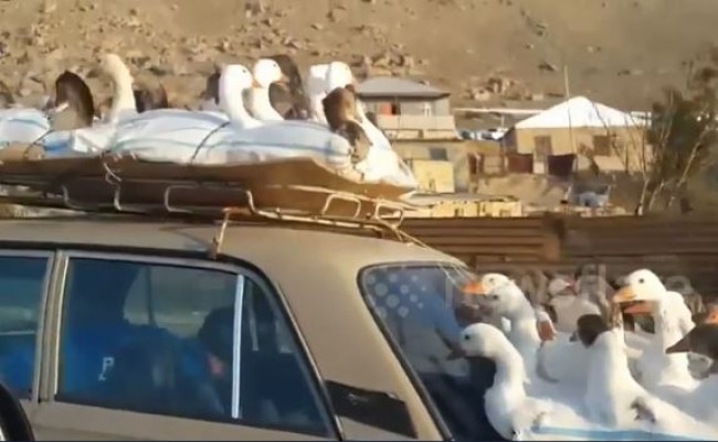 アヒルてんこ盛りの車でドライブ!カザフスタン