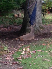 ハンモックに角がひっかかり動けなくなった鹿さん