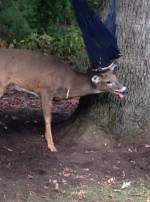 ハンモックに角がひっかかり動けなくなった鹿さん