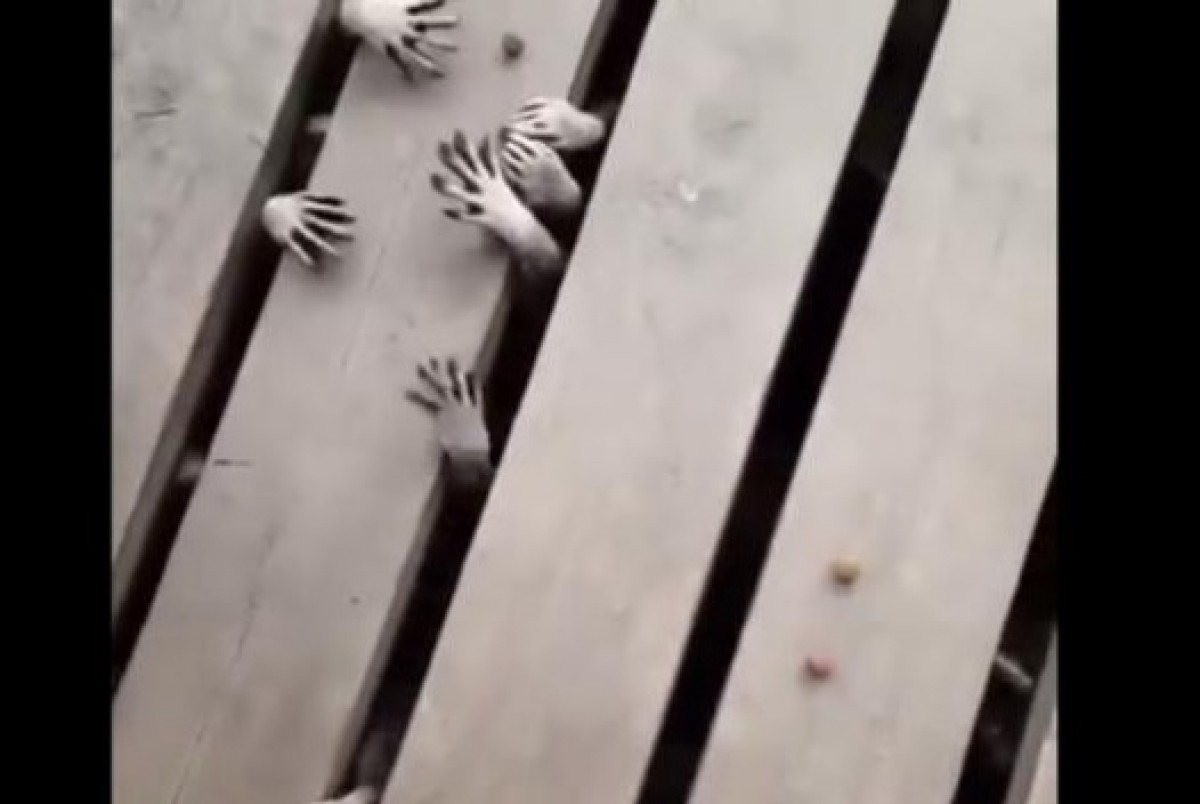 木製の板の隙間から飛び出してくるアライグマの手が怖い!