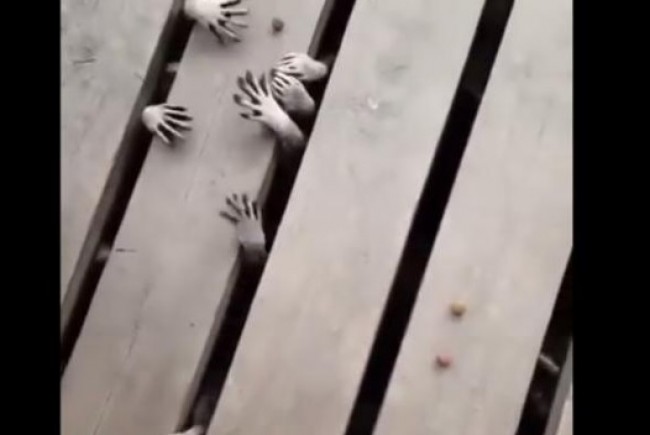 木製の板の隙間から飛び出してくるアライグマの手が怖い！