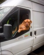 くつろぐ表情がなんとも渋い犬のフォクシー