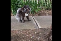 オーストラリアで目撃されたお散歩中のコアラの親子