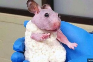 毛がなくて寒いハムスター、毛糸のセーターでポカポカあったか