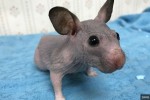 毛が生えないハムスター、毛糸のセーターでポカポカ